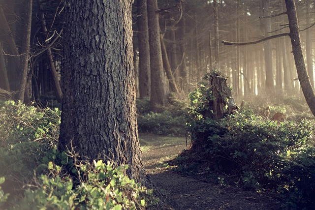 Bomen Planten voor CO2-Compensatie en Maatschappelijk Verantwoord Ondernemen